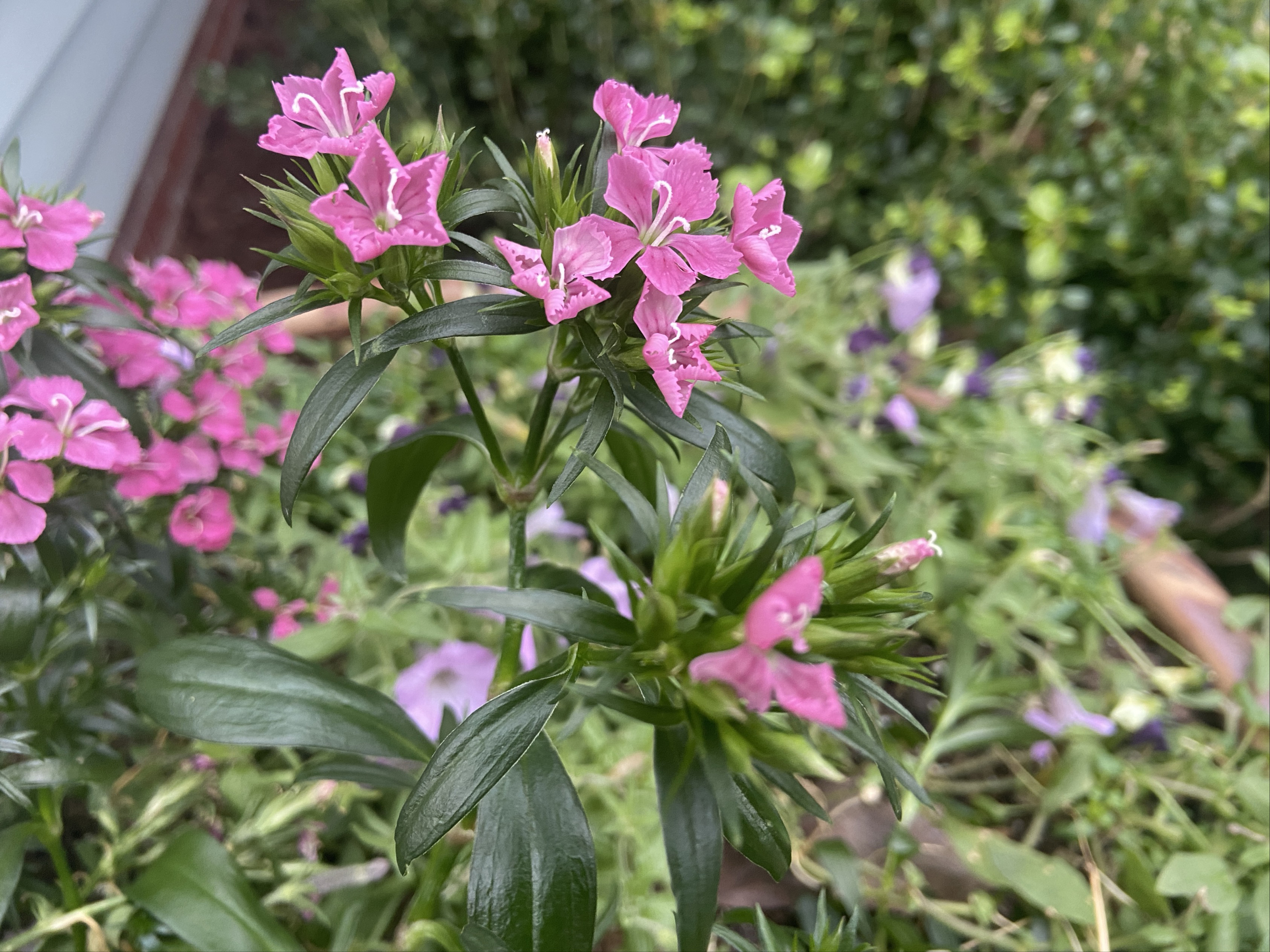 Don’t rush to cut back, discard freeze-damaged plants